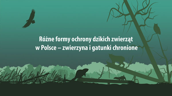 Różne formy ochrony dzikich zwierząt w Polsce - zwierzyna i gatunki chronione
