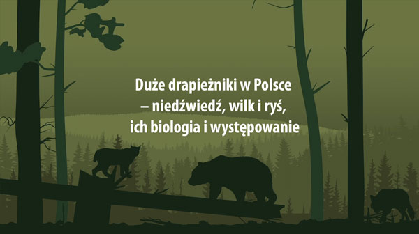 Duże drapieżniki w Polsce - niedźwiedź, wilk i ryś, ich biologia i występowanie