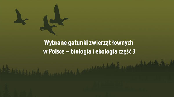 Wybrane gatunki zwierząt łownych w Polsce – biologia i ekologia część 3